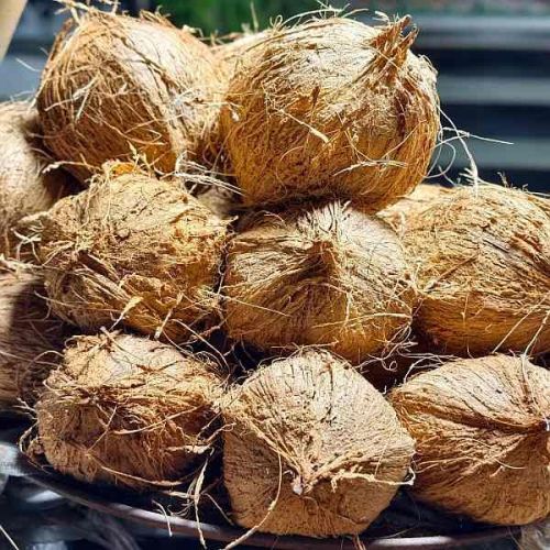 Natural Semi Husked Coconut