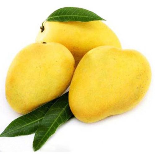 Fresh Chaunsa Mango