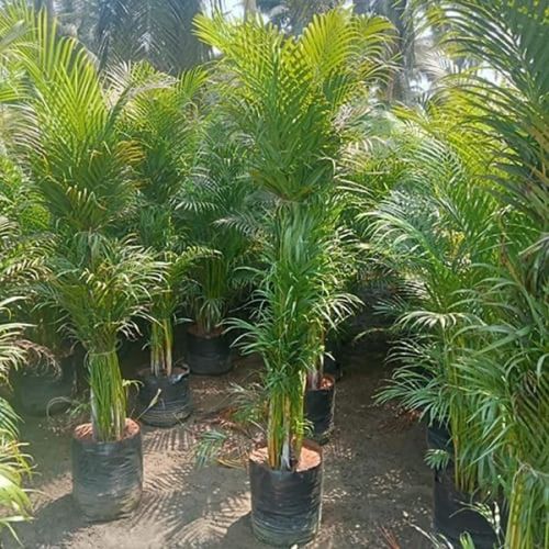 Areca Palm Plants