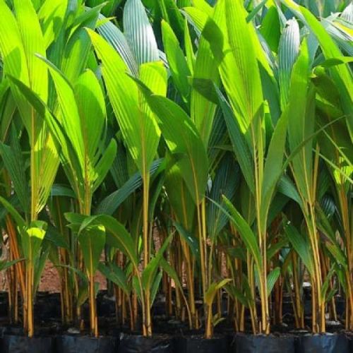 Dwarf Coconut Plants
