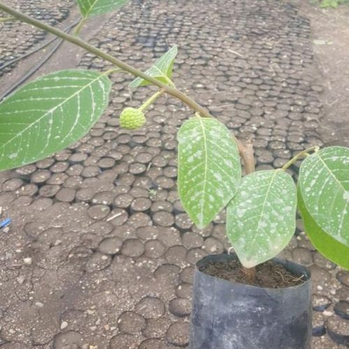 Grafted Custard Apple Plants
