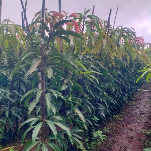 Grafted Mango Plants