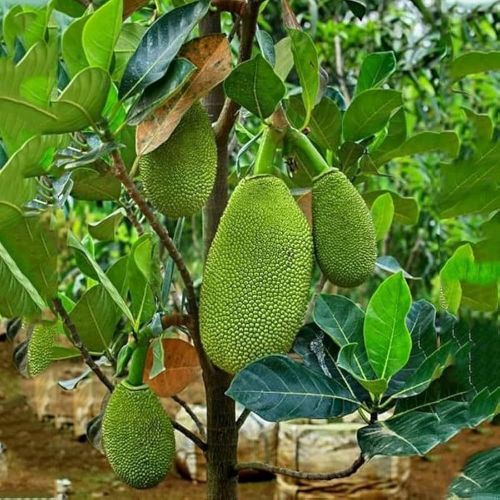 Hybrid Jackfruit Plants