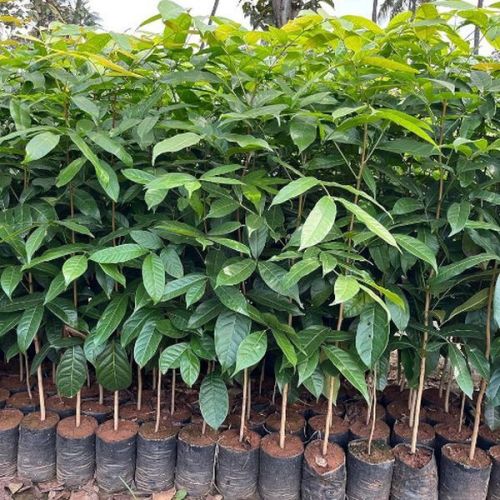 Hybrid Mahogany Plants