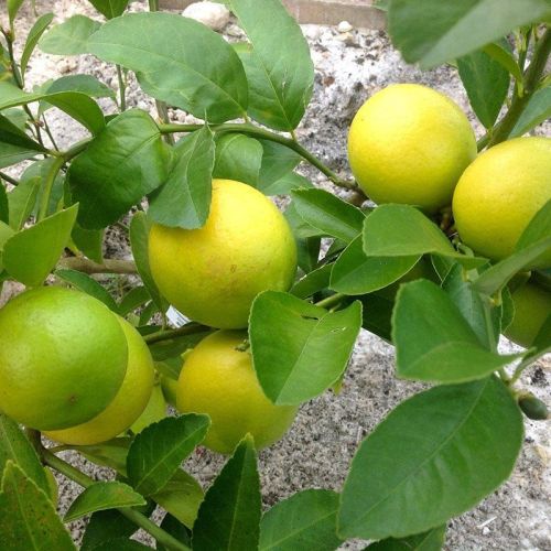 Kagzi Lemon Plants