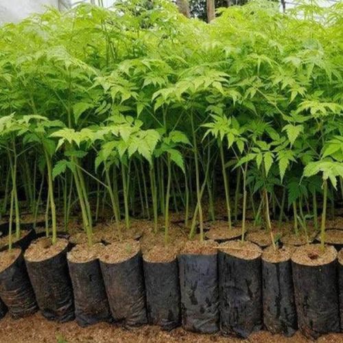 Malabar Neem Plants