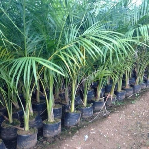 Royal Palm Plants