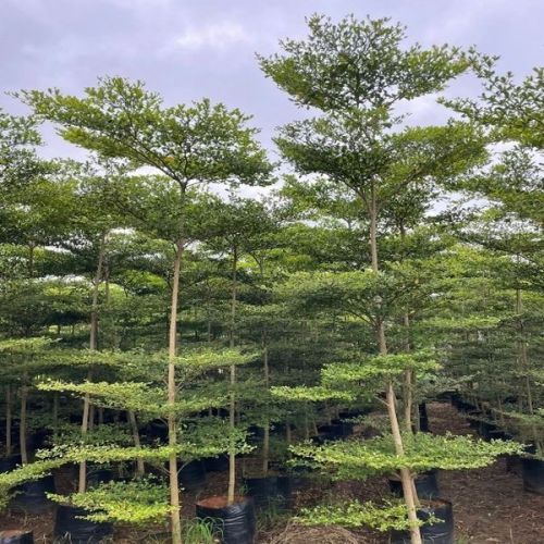 Terminalia Mantaly Plants