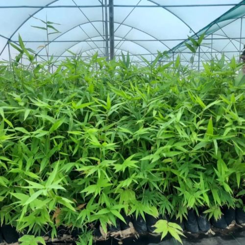 Tissue Culture Bamboo Plants
