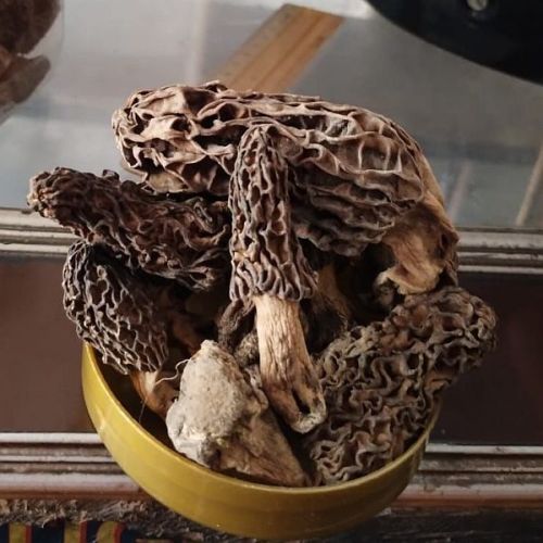 Dried Kashmiri Gucchi Mushroom