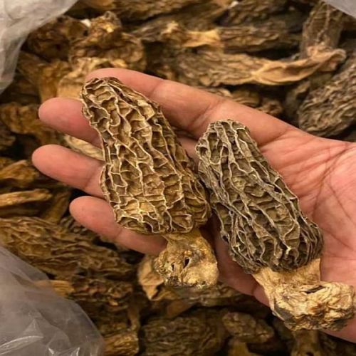 Dried Kashmiri Morel Mushroom