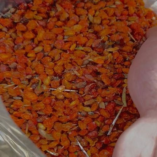 Dried Sea Buckthorn Berry