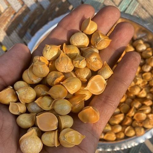 Kashmiri Snow Mountain Garlic