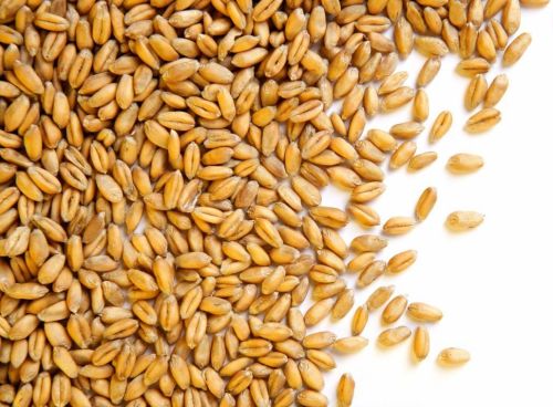 Indian Whole Wheat