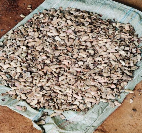 Dry Mango Seeds