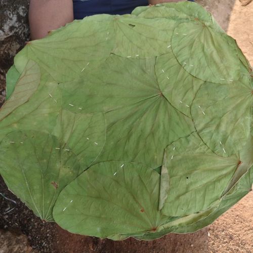 Sal Leaf Plate