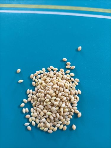 Fox Tail Millet