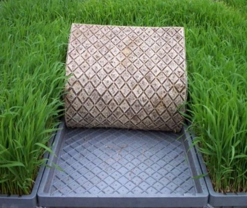 Hydroponic Paddy Fodder Tray