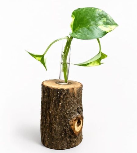 Wooden Money Plant Holder