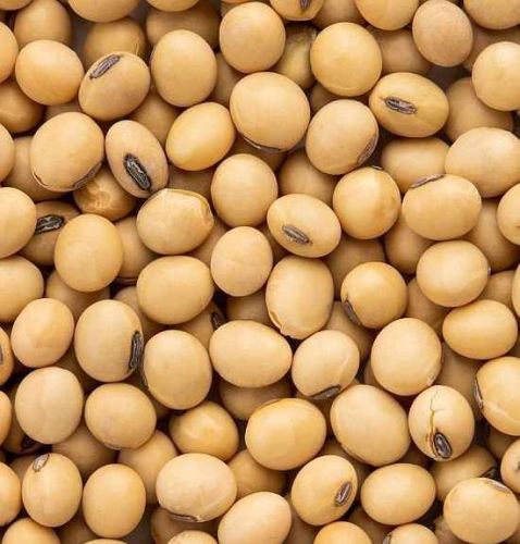 A Grade Soyabean Seed