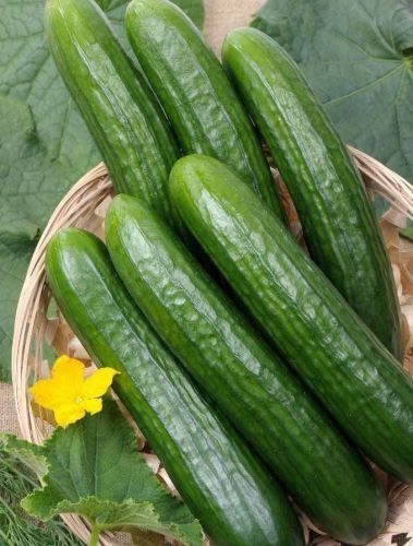 Fresh Green Cucumber