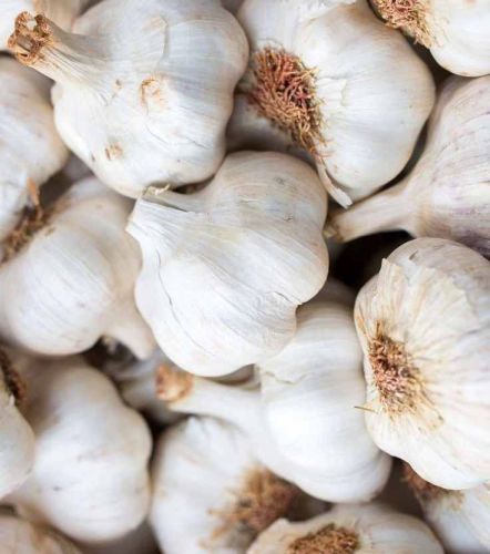 Fresh White Garlic