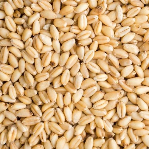 Natural Wheat Grain