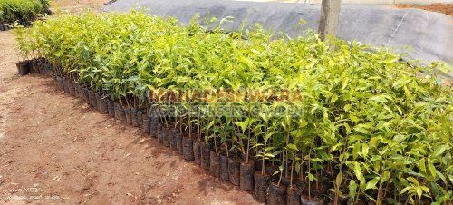 Agarwood Plants