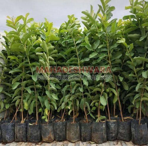 Allahabad Safeda Guava Plants