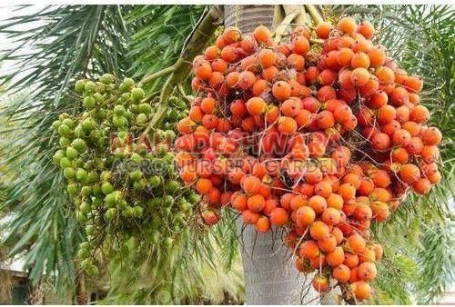 Arecanut Plants