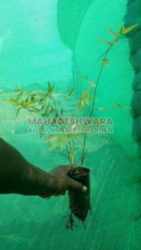 Bamboo Plants