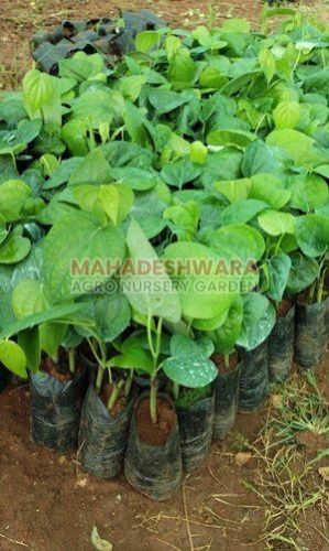 Black Pepper Plants