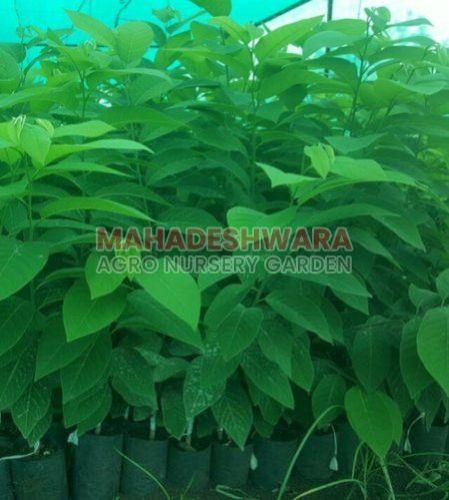 Custard Apple Plants