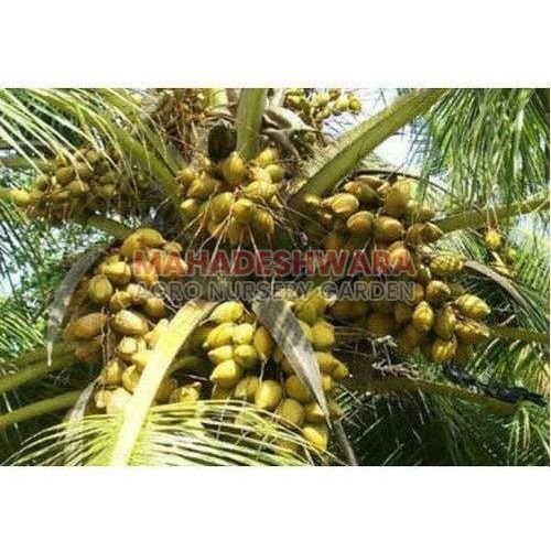 Hybrid Coconut Plants
