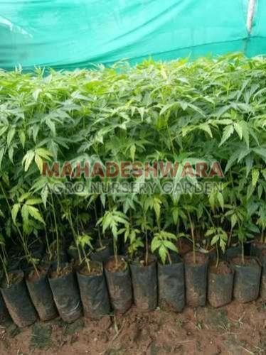Malabar Neem Plants