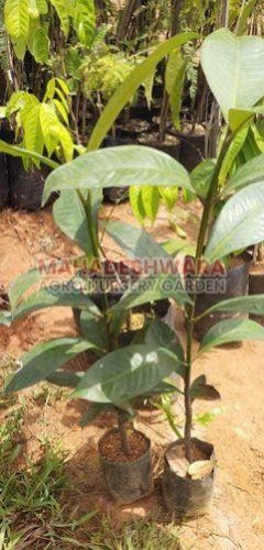 Mangosteen Plants