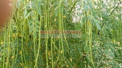 Moringa Plants
