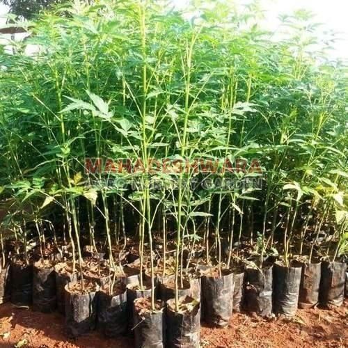 Natural Avocado Plants