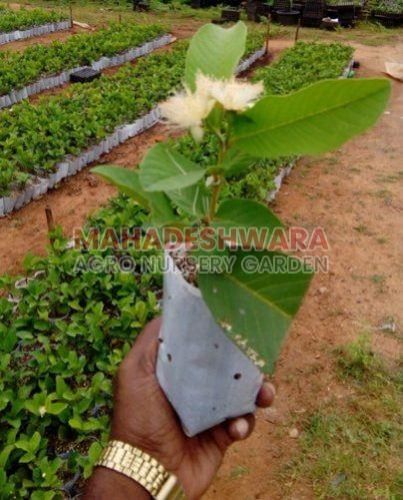 Natural Guava Plants