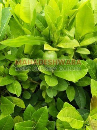 Natural Lemon Plants
