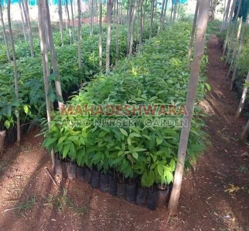 Natural Mahogany Plants