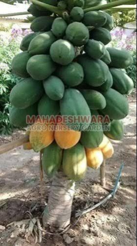 Red Lady Papaya Plants