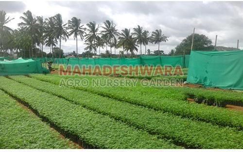 Sandalwood Herb Plants