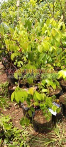 Star Fruit Plants