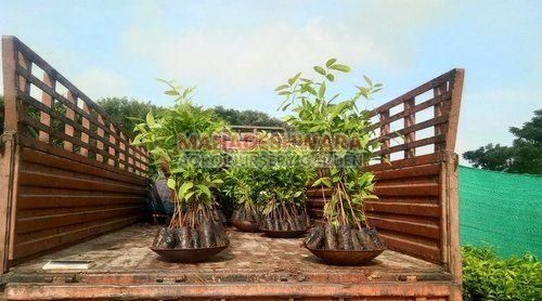 Swietenia Mahogany Plants