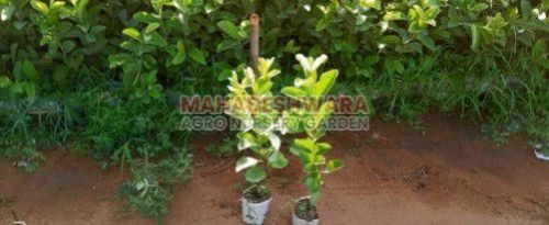 Taiwan Green Guava Plants
