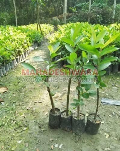Taiwan Pink Guava Plants