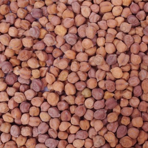 Bengal Gram