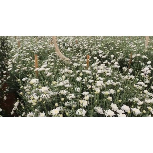 B White Chrysanthemum Plant