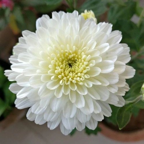 Buskin White Chamanthi Plant